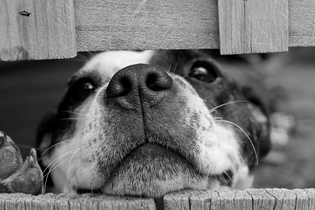 Give a pup some extra love when you volunteer with the Austin Animal Shelter.